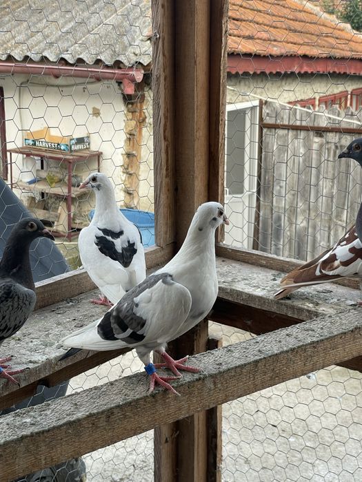 Porumbei voiajori