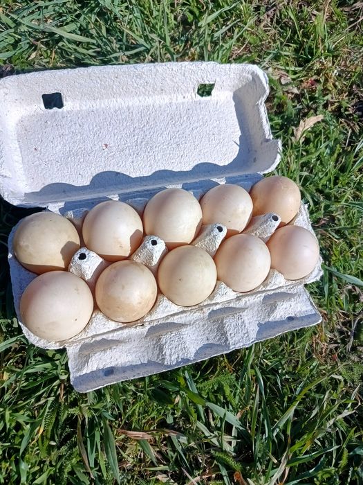 Oua rață mută (leșești)