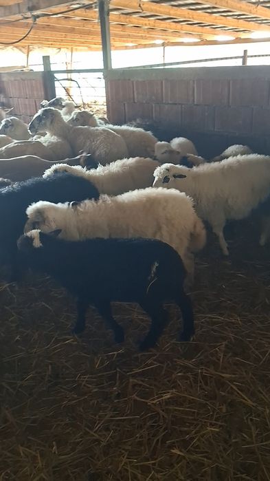 De vanzare oi cu miei !