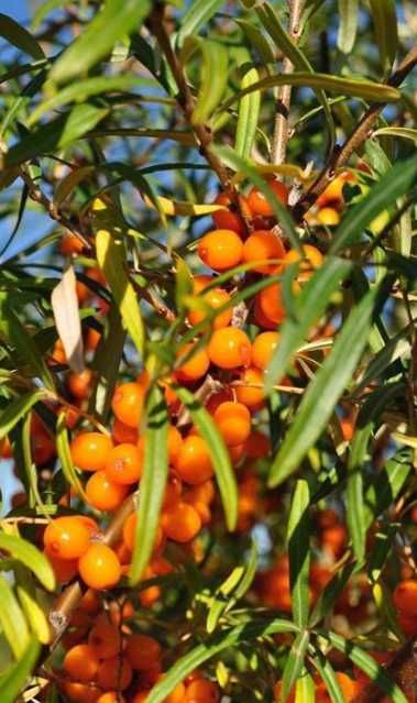 Butasi De Catina 1 an Clara/Serpei/Mara/Serpei  BIO