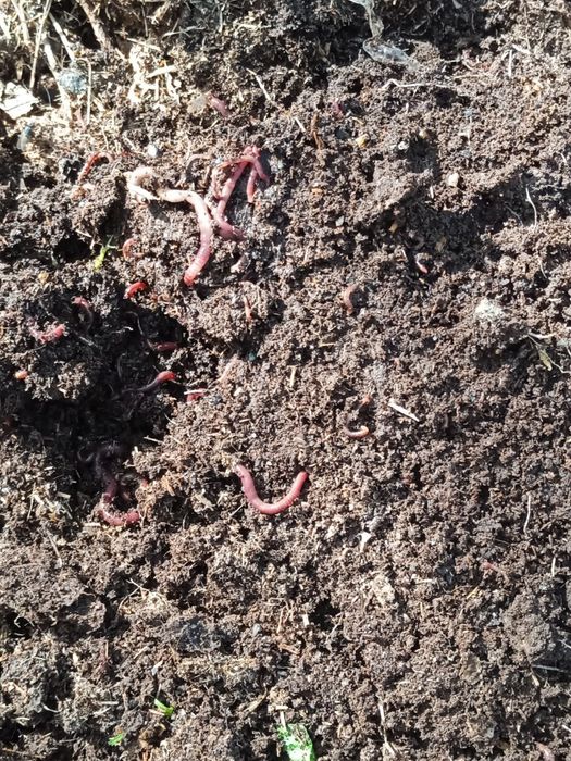 Biogumus-organik chiqindilar va Kaliforniya qizil chuvalchangi sotamiz