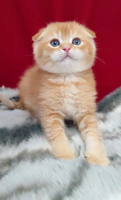 Скоттиш фолд мальчики