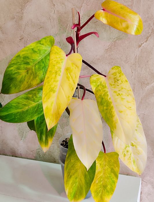 Филодендроны разных сортов