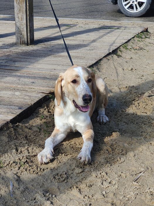 Подарява се куче