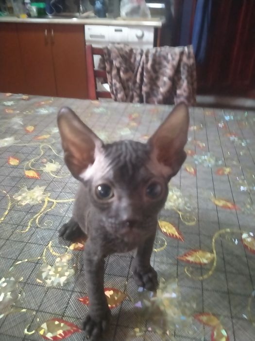 Котёнок сфинкс, девочка