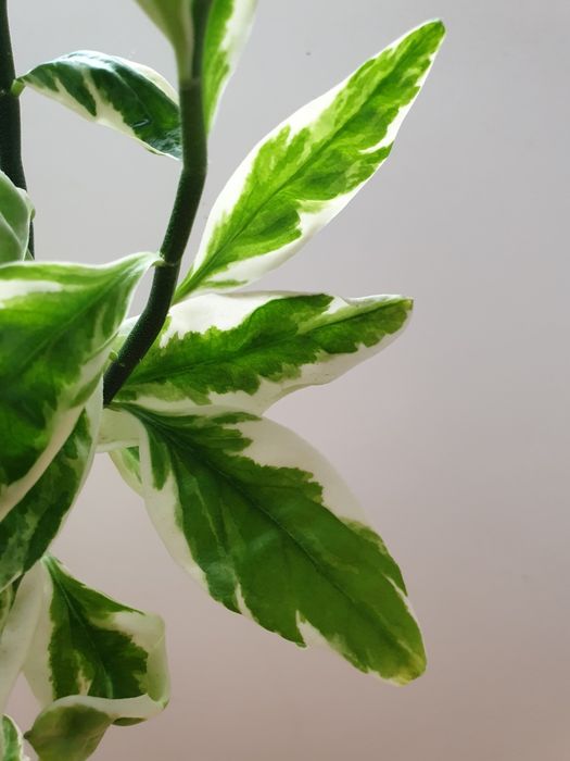 Педилантус. Комнатное растение.