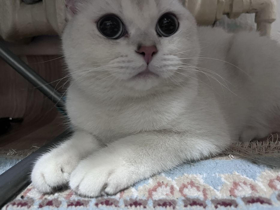 Кот британский прямоухи