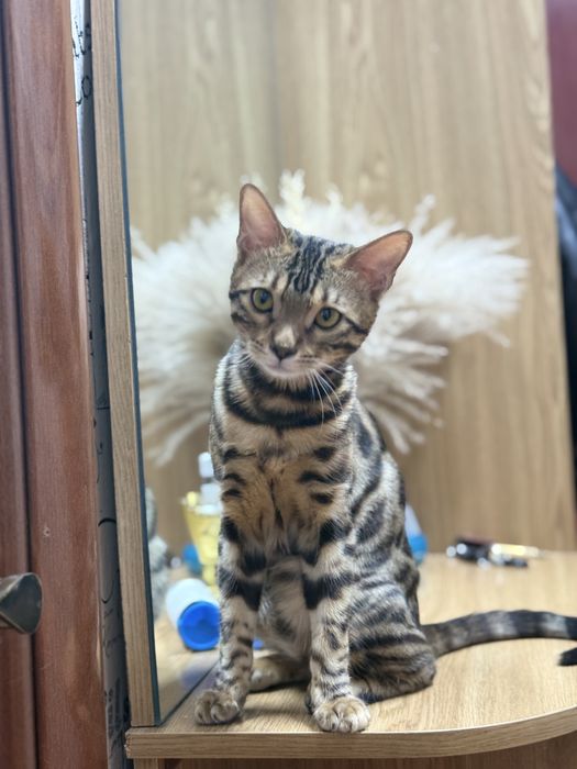 Бенгальская кошка