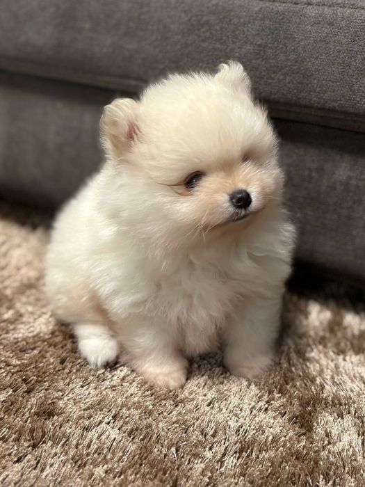 Pui pomeranianeni albi din parinti campioni