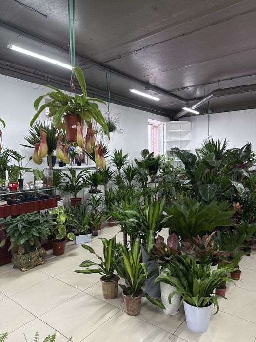 Комнатные растения по самым низким ценам