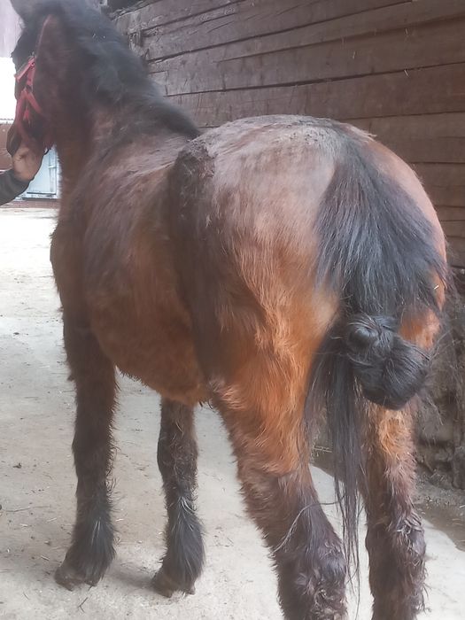 De vanzare Iapa 7 ani!! Are pasaport!! Fara defect!! Probe maxim!!