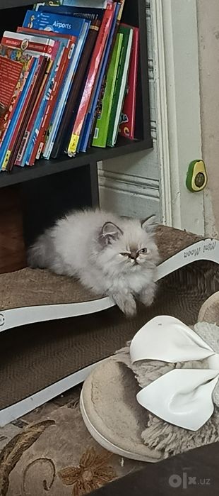 Продается котёнок персидской породы