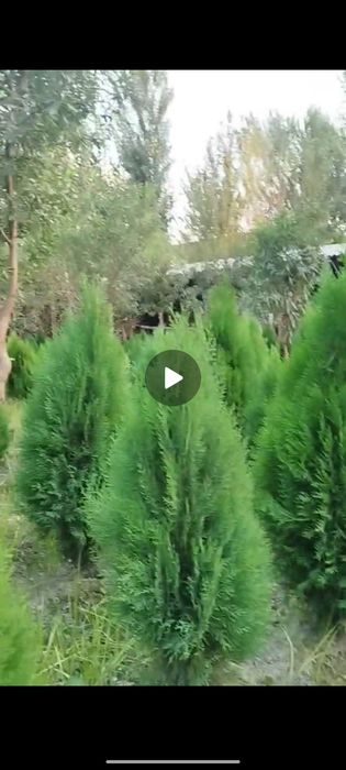 Kitob archa sadda tozasi