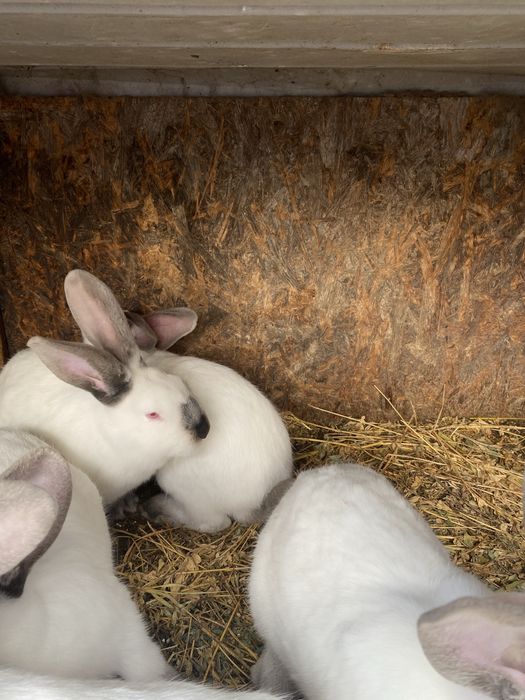 Urasi de transilvania mai este disponibil 2 baieti