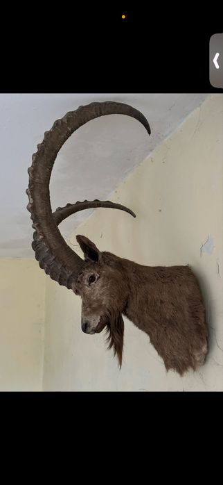 Продам голову горного козла