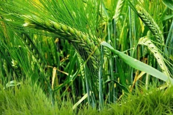 Продаем  семена  ячмень сорт Байшешек