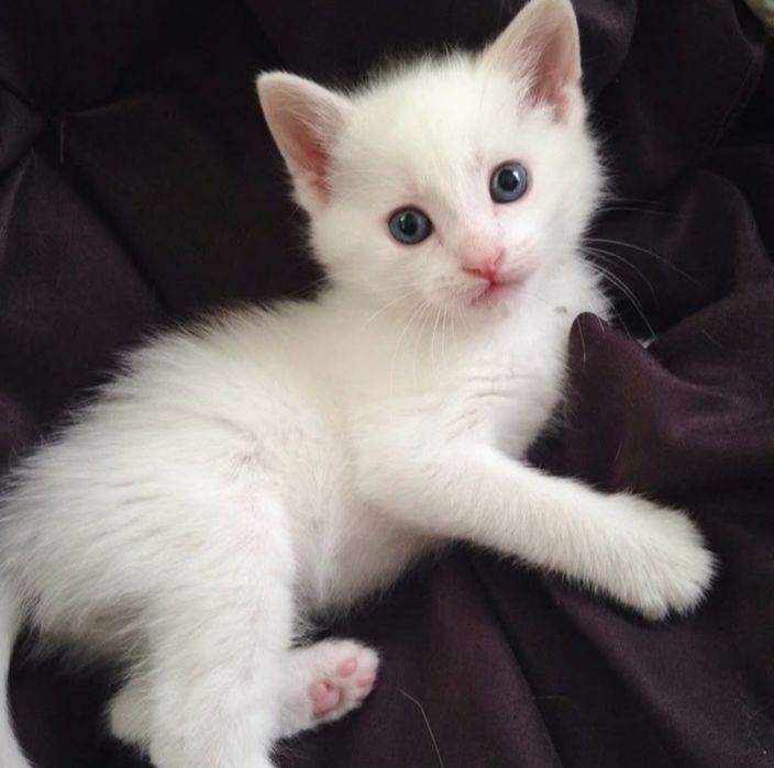 БелоСнежныE коТятA