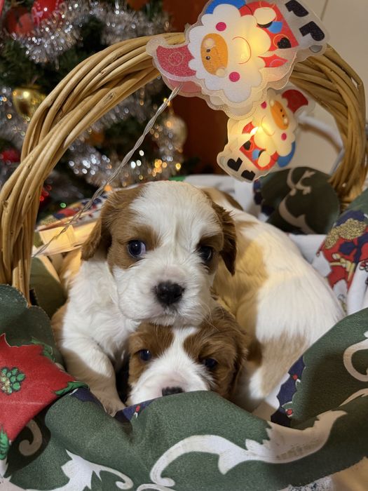 Кавалер Кинг Чарлз Шпаньол