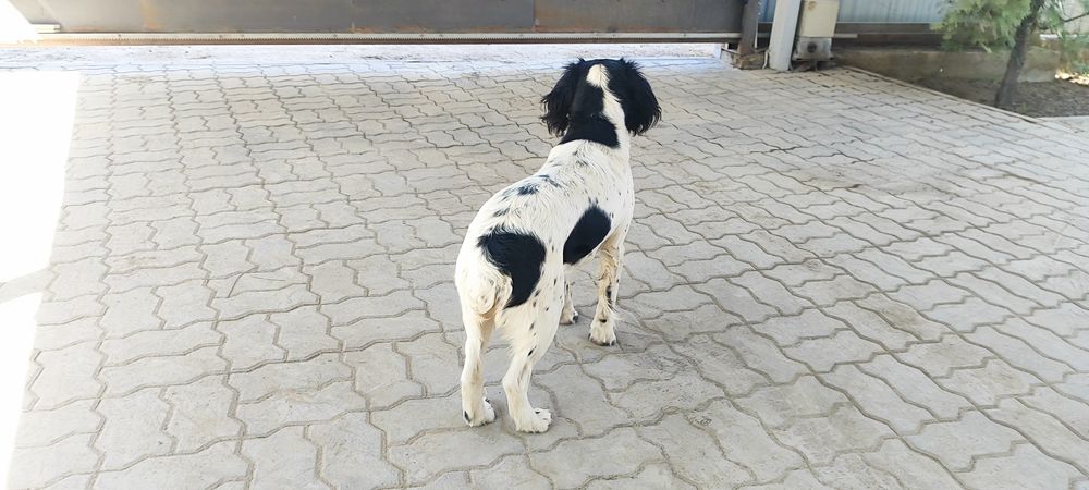 Продам щенка Спаниеля