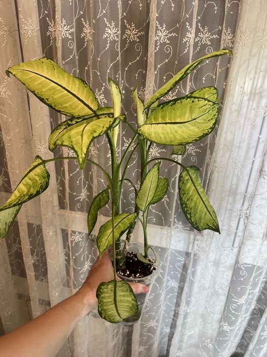 Диффенбахия на фитиле