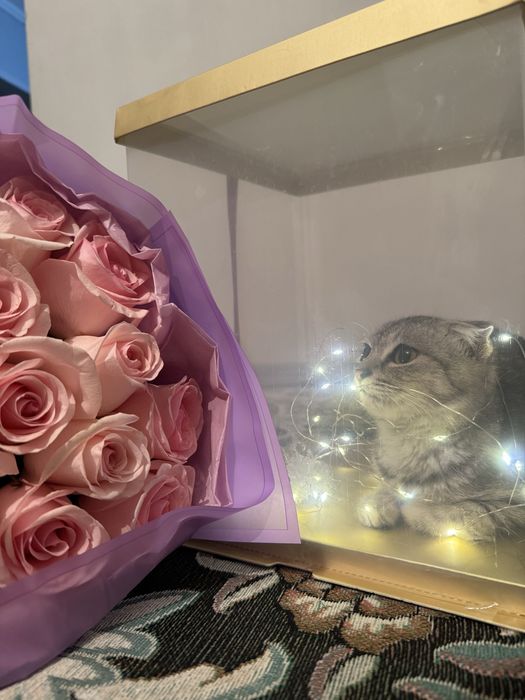 Порно мая трахетса синам