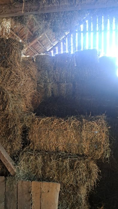 Baloti de lucerna si trifoi