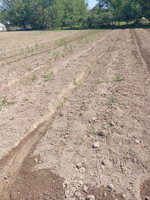 Hovli sotiladi 10 sotx