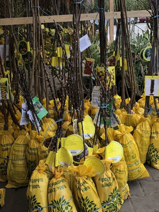 Vand pomi columnari diferite soiuri