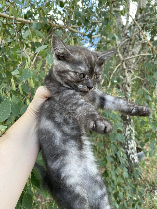 Продаются Котята британские