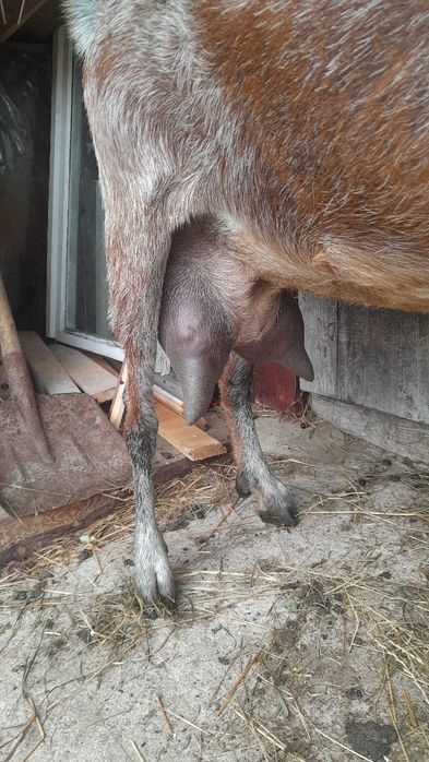 De vânzare capre de rasa ptr detalii 0748909980
