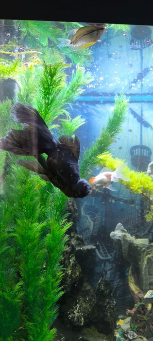 Продам телескопа аквариумного