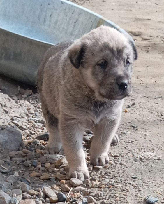 Alabay it erkak 1 oylik