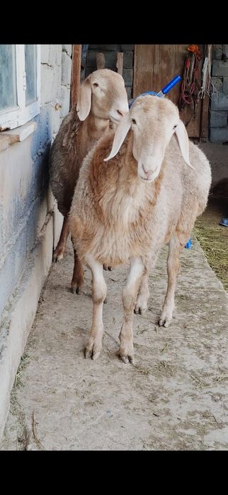 Арашан тоқты кошкарлар