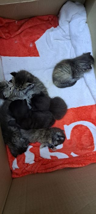 Котята в добрые руки, срочно