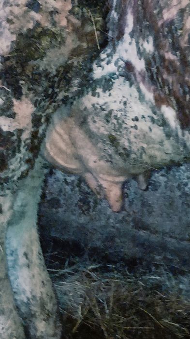 Vând vaca gestantă în 5 luni