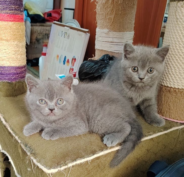 Продаются Шотландские котята, Скотишь Страйт