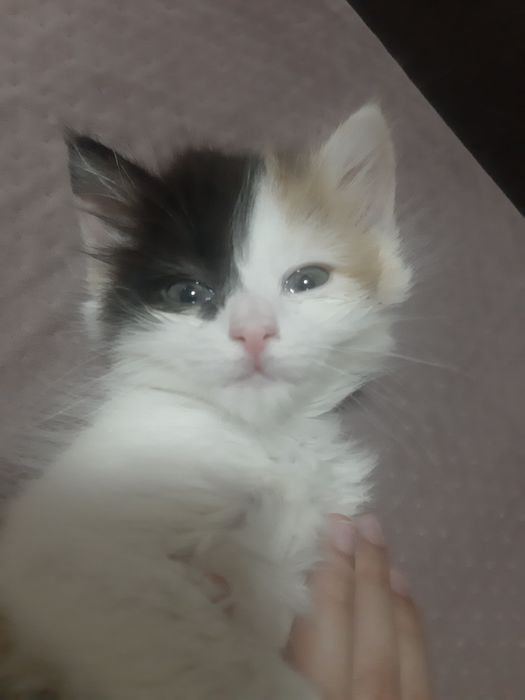 Котята без пароды