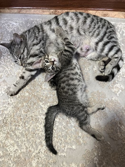 отдам котенка в добрые руки