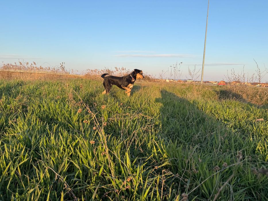 Donez catel metis negru cu pete fe foc