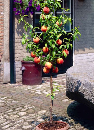 Колонни и Мини овощни дръвчета