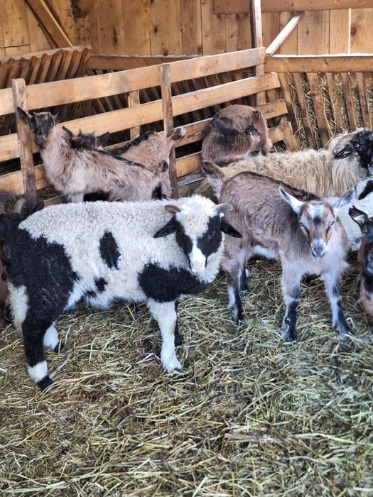 Berbecuț brez de vânzare