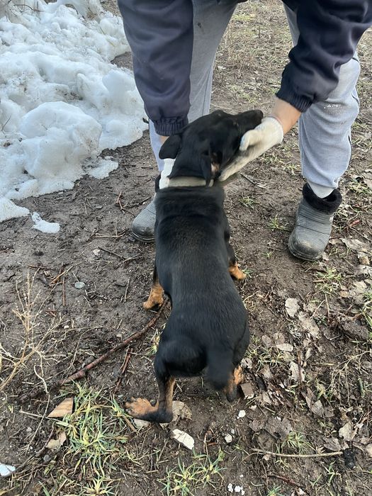 Вязка - ягдтерьер