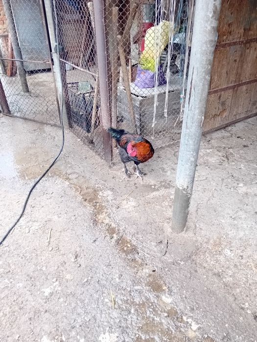 Млади петли маран