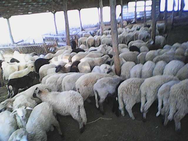 miei de vanzare crescuti pe stabulatie