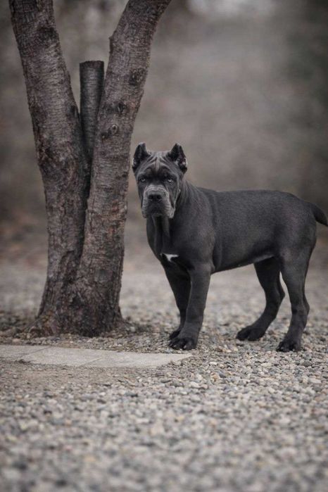 Щенки кане корсо