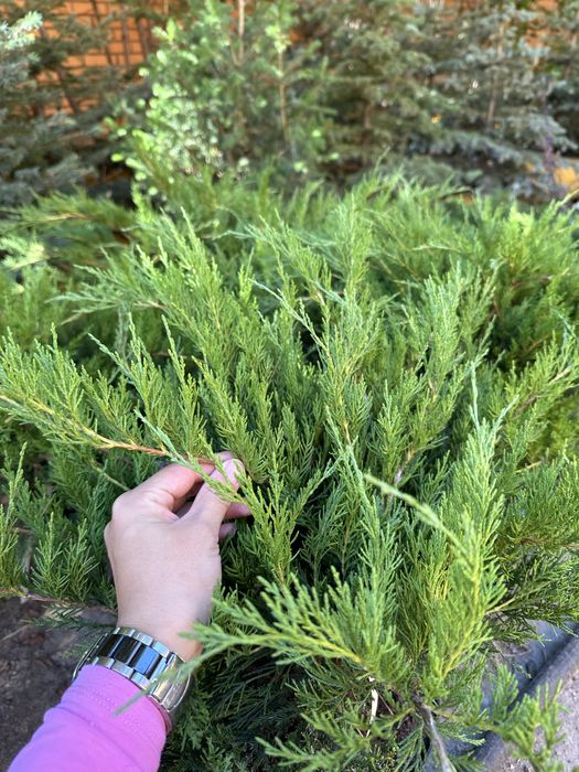 Туя Смарагд Можжевельник