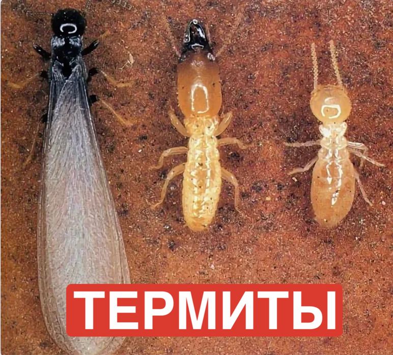 Клопы, термиты, тараканы дезинфекция