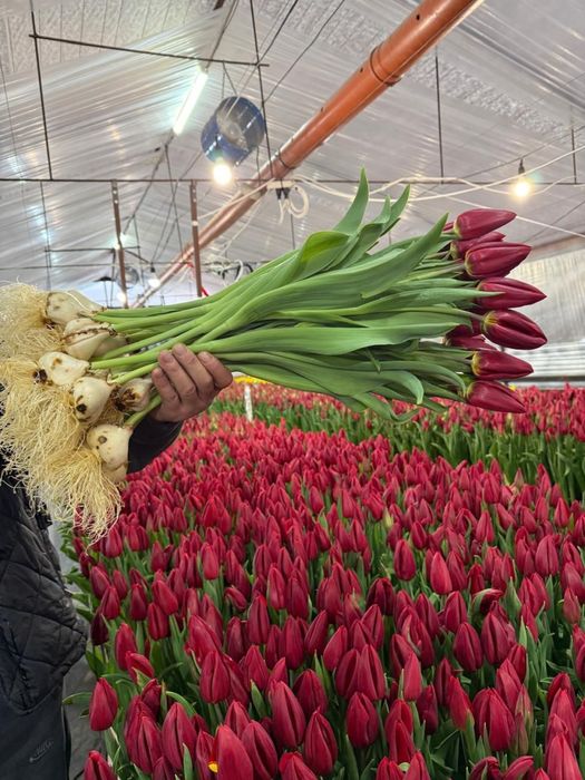 Цветы тюльпаны в розницу на 8 марта