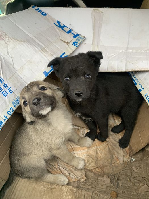 Щенки ответственым людям