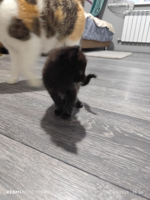 Котёнки, 2 месяца, все мальчики